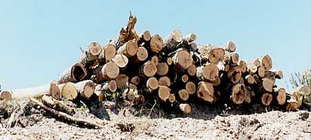 deforestación