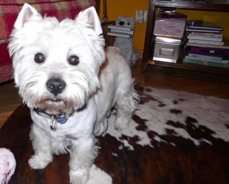peludo