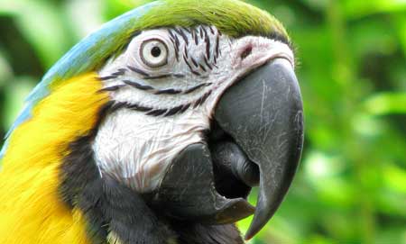 loro