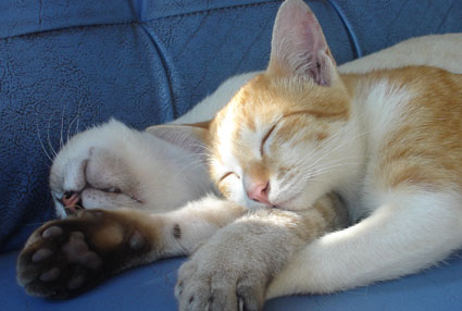 Gatos durmiendo