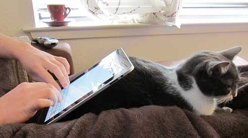 Tecleando el iPad sobre el gato Tecleando el iPad sobre el gato