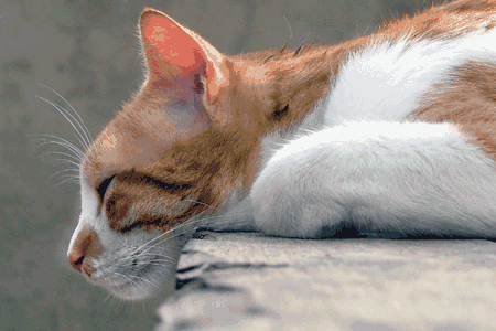 Gato echando la siesta